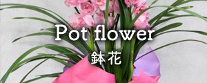 Pot Flower