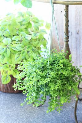 大阪で想いを形にする花屋なら堂島花壇